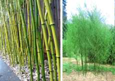 Bambus wysoki "Harbin" (mniejszy)